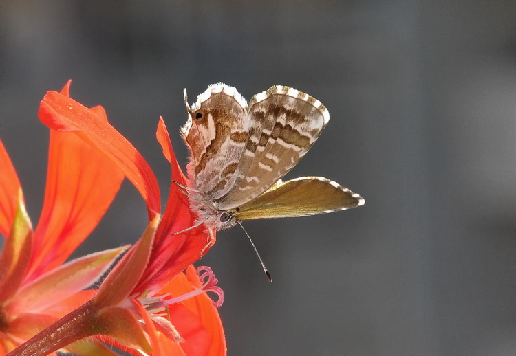 Cacyreus marshalli